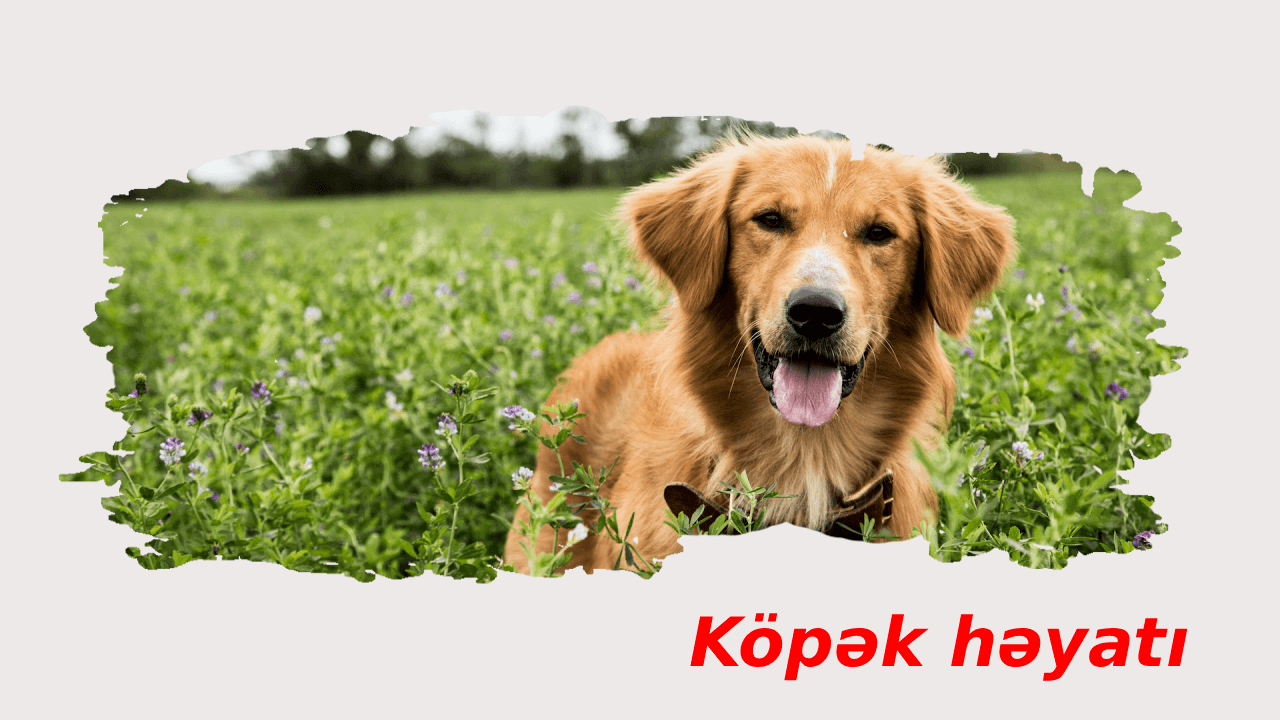 Köpək həyatı (2017)